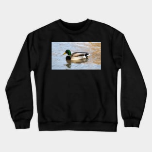 A Male Mallard Duck Swimming Crewneck Sweatshirt